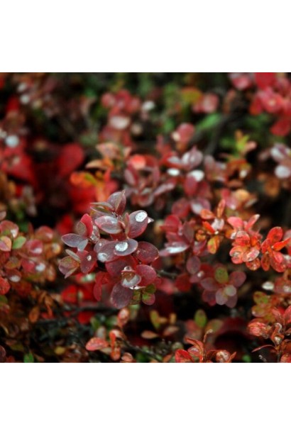 Клюква крупноплодная Эрли Блэк